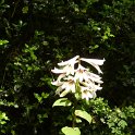 Cardiocrinum giganteum